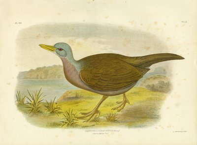 Chestnut-Bellied Rail by Gracius Broinowski
